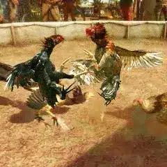 cock-fight